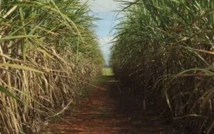 Cana-de-açúcar ocupa 8,9 milhões de hectares no Centro-Sul e reforça liderança de São Paulo