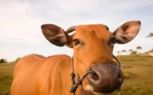 Preço do boi gordo volta a registrar queda nesta sexta-feira (24)