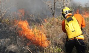 Amazônia consegue se regenerar mesmo após queimadas, mas se torna mais vulnerável, aponta estudo