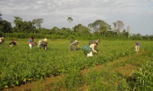 Agricultura familiar responde por 23% da produção agropecuária e 67% dos empregos no campo