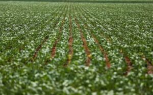 Agricultura: governo publica preços mínimos para safra de verão 2026/27