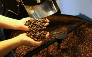 A produção do café arábica em 2023 superou a temporada anterior