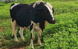 Boi gordo hoje: confira cotações para esta segunda-feira (22)