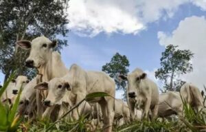 Brasil se torna líder na exportação de bovinos vivos pelo mar; atividade gera críticas por sofrimento animal e riscos socioambientais