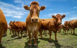 Cotação do boi gordo apresenta alta de 0,20%, neste início de semana