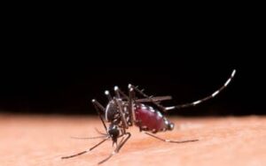 Dengue: atenção aos primeiros sinais pode salvar vidas