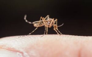 Dengue grave: reconheça sintomas e evite complicações
