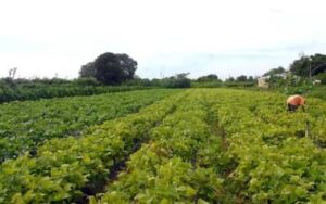 Elevada importação de fertilizantes deixa agricultura brasileira vulnerável, alerta Embrapa