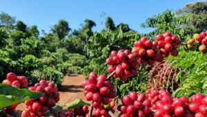 Em alta, saca do café arábica custa R$ 2.563, nesta quinta-feira (24)