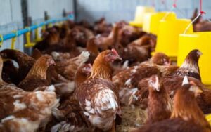 Gripe aviária: Goiás confirma novo foco em aves domésticas