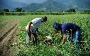 Mercado rural é responsável por três a cada dez vagas formais no país em janeiro, segundo CNM