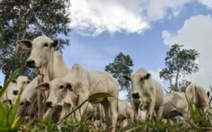 Preço das carnes registra estabilidade nesta sexta-feira (16)