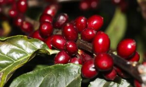 Preço do café começa a segunda-feira (26) em queda