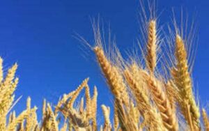 Soja começa a semana com preços em alta