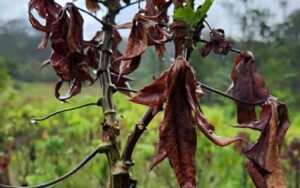 Vassoura-de-bruxa: Entenda como uma praga na agricultura levou o Amapá a pedir ajuda emergencial