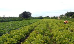 Verão 2024: estação marca período importante para agricultura