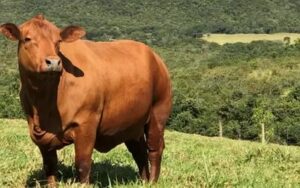 Boi gordo hoje: arroba fica estável e é negociada a R$ 346,75 em São Paulo