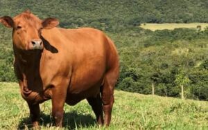 Boi gordo hoje: confira cotações para esta terça-feira (28)