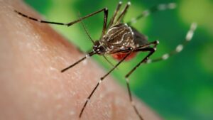 Ministério da Saúde alerta para risco de aumento de dengue e chikungunya com avanço do El Niño